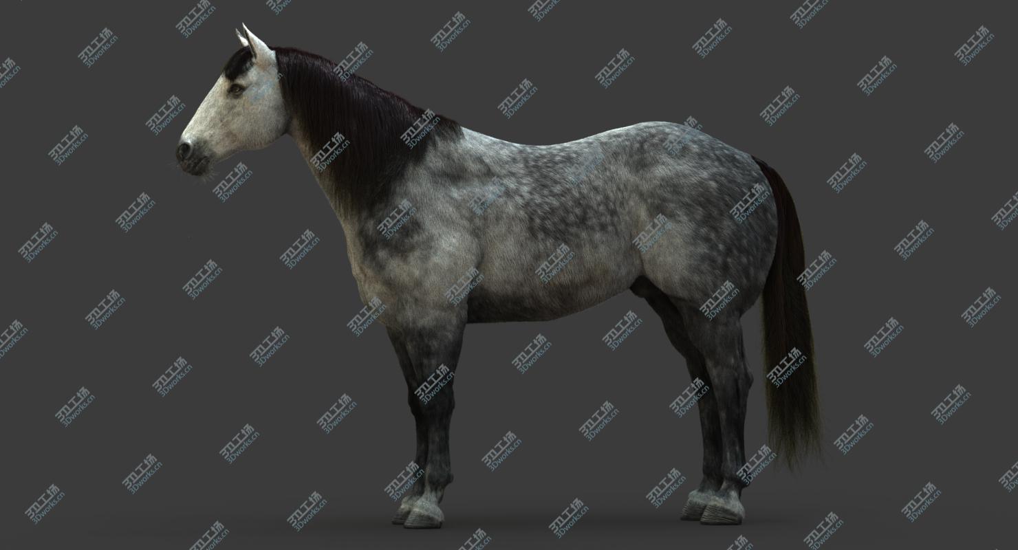 images/goods_img/2021040161/3D model Horse (2) (DappleGrey) (ANIMATED) (FUR)/3.jpg